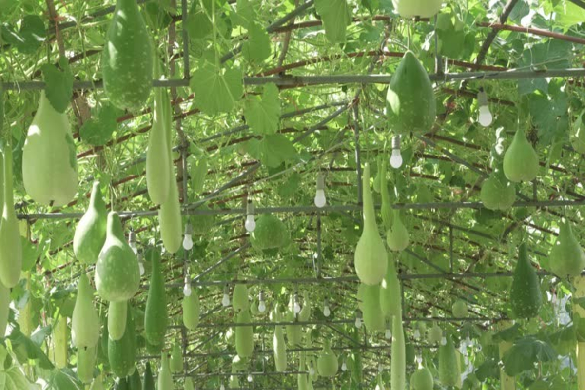 Bottle gourd cultivation 1