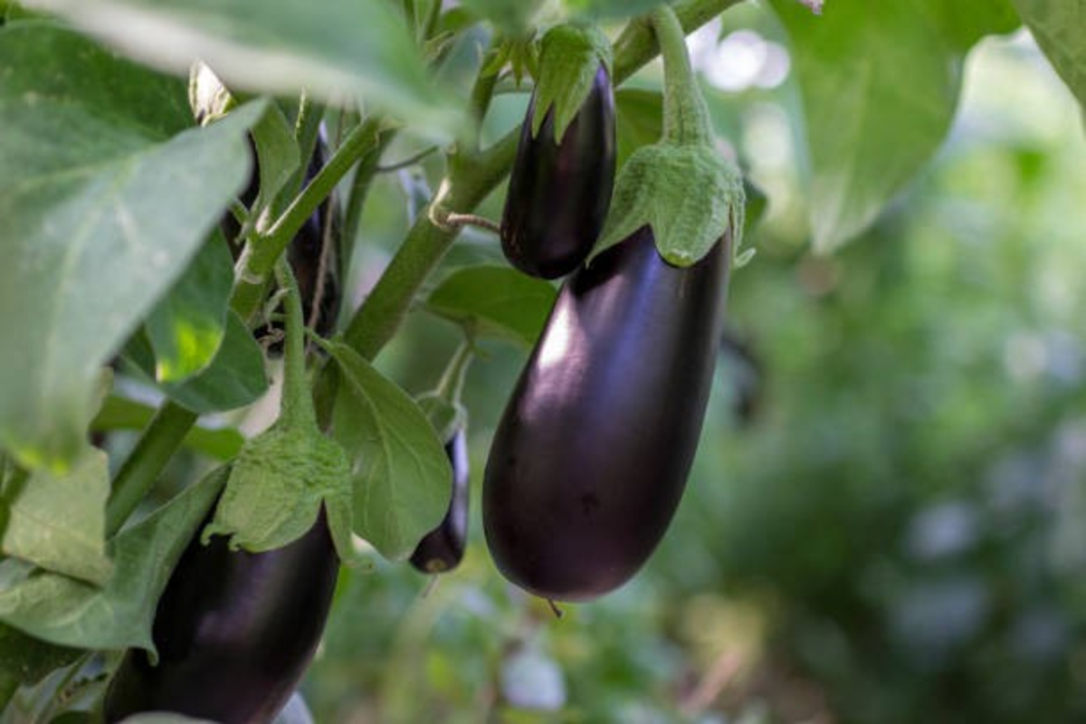 Brinjal Farming In Monsoon 2 Satya Day