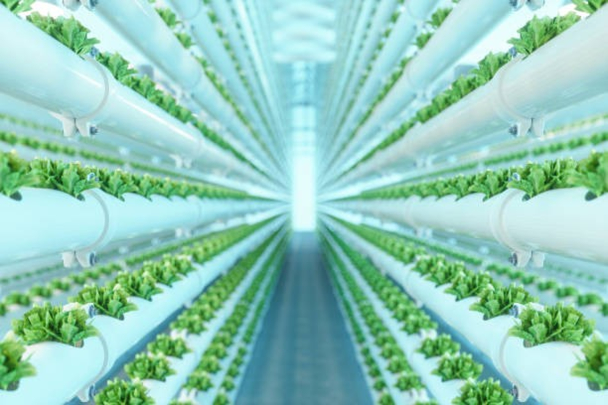 Brio hydroponics 1