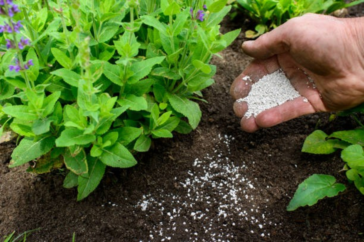 Calcium for Plant Growth 1