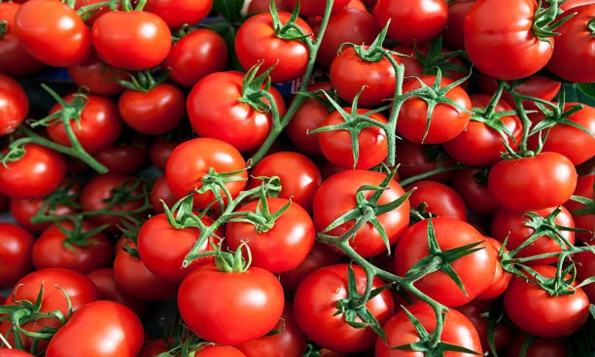 Cherry Tomato Pest Control 1