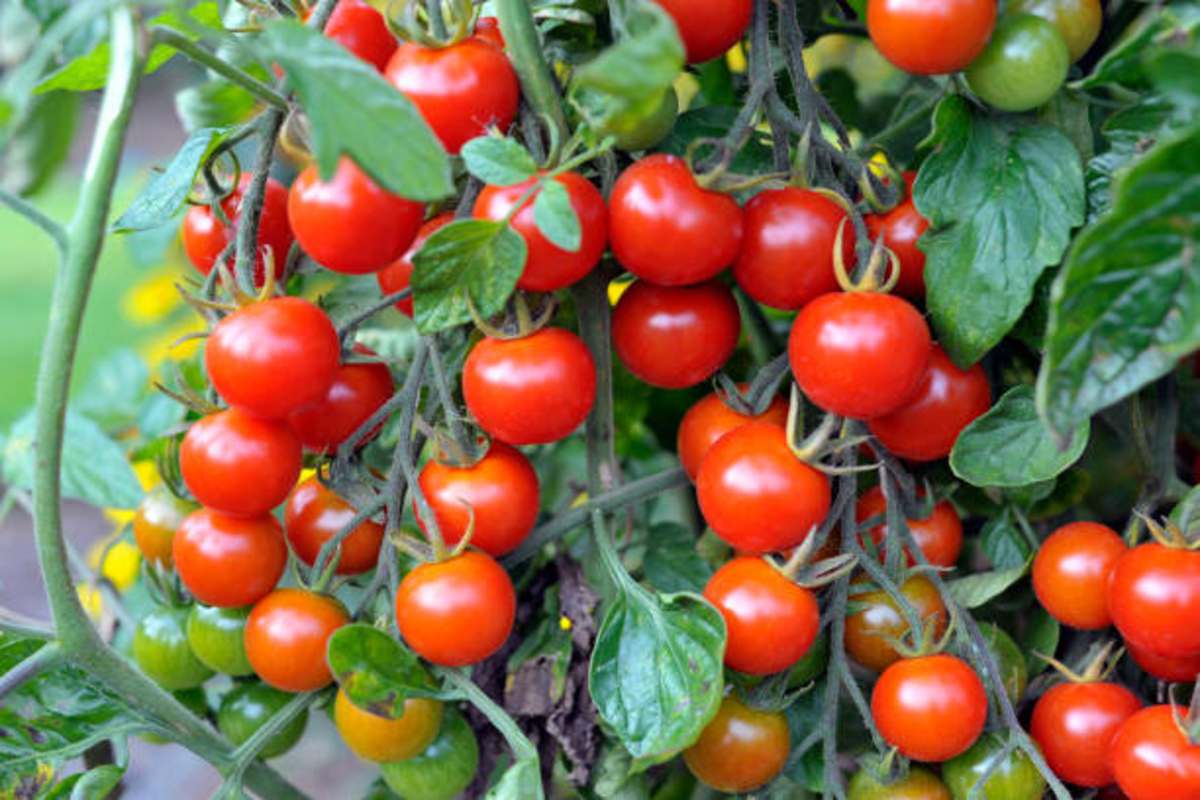 Cherry tomato cultivation 1
