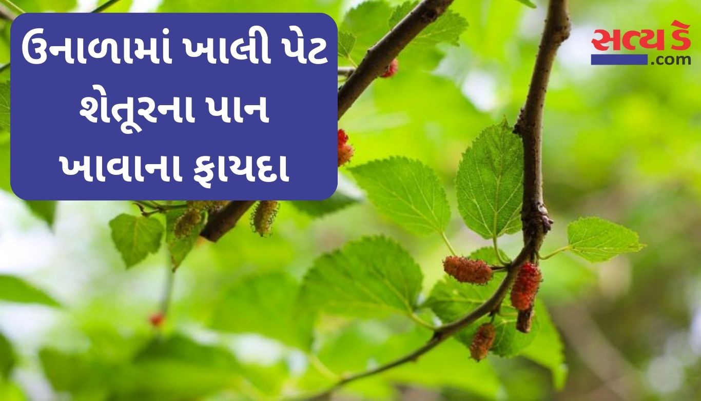 Mulberry Leaves Benefits