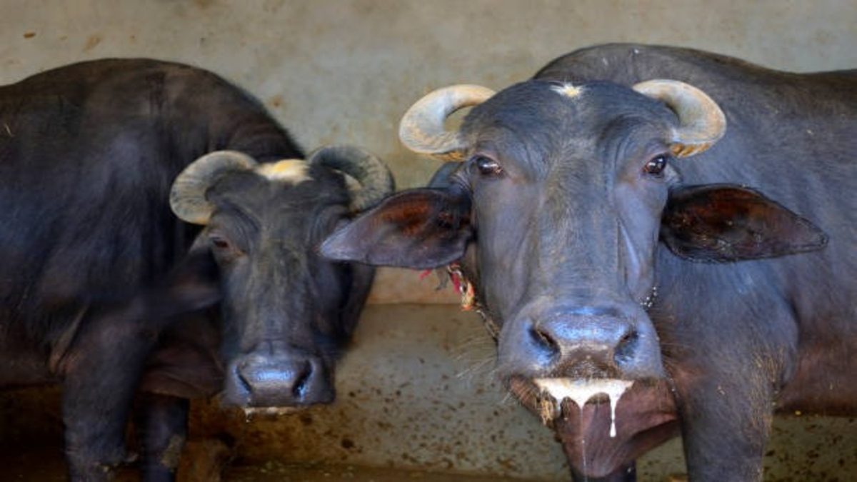 Cow-Buffalo Fever
