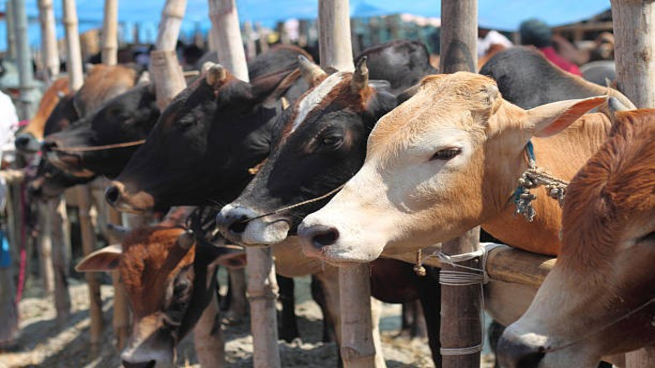 Cow Diseases in Summer 1