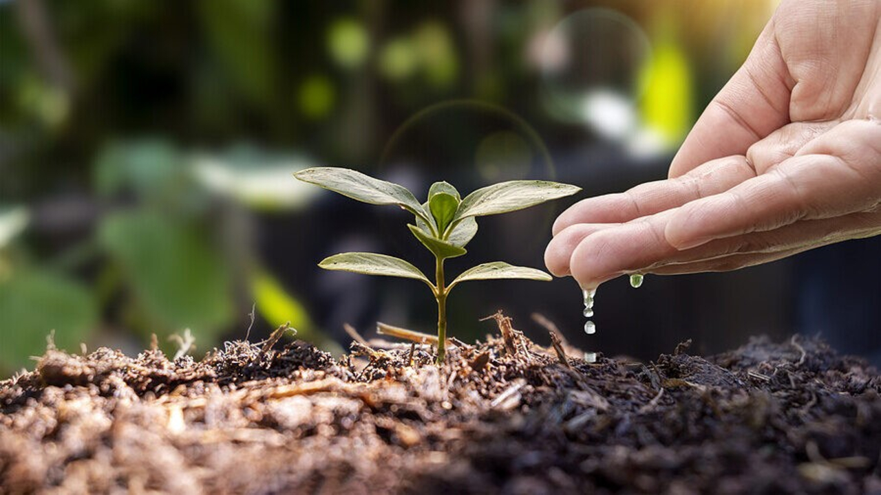 Cow based super fertiliser 1
