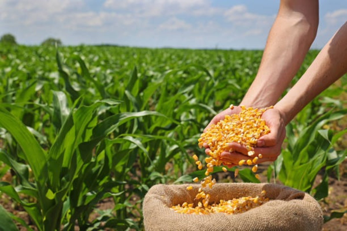 Crop Production