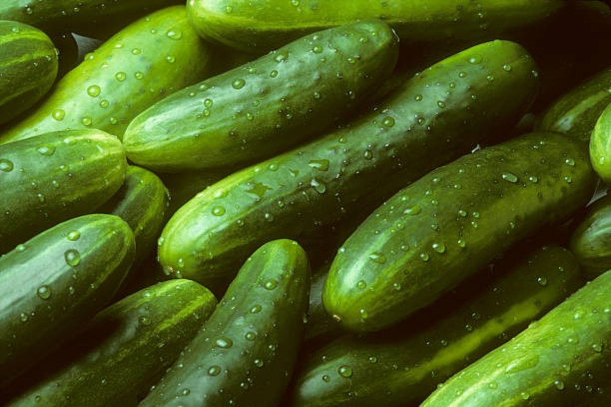 Cucumber Cultivation 3 1 Satya Day