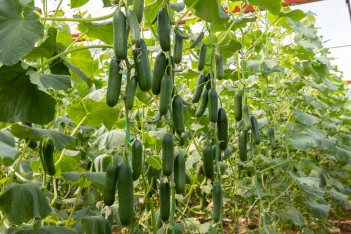Cucumber cultivation 1