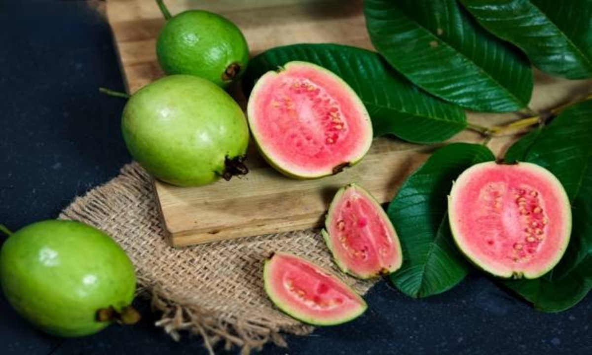 Cultivation of Guava 1