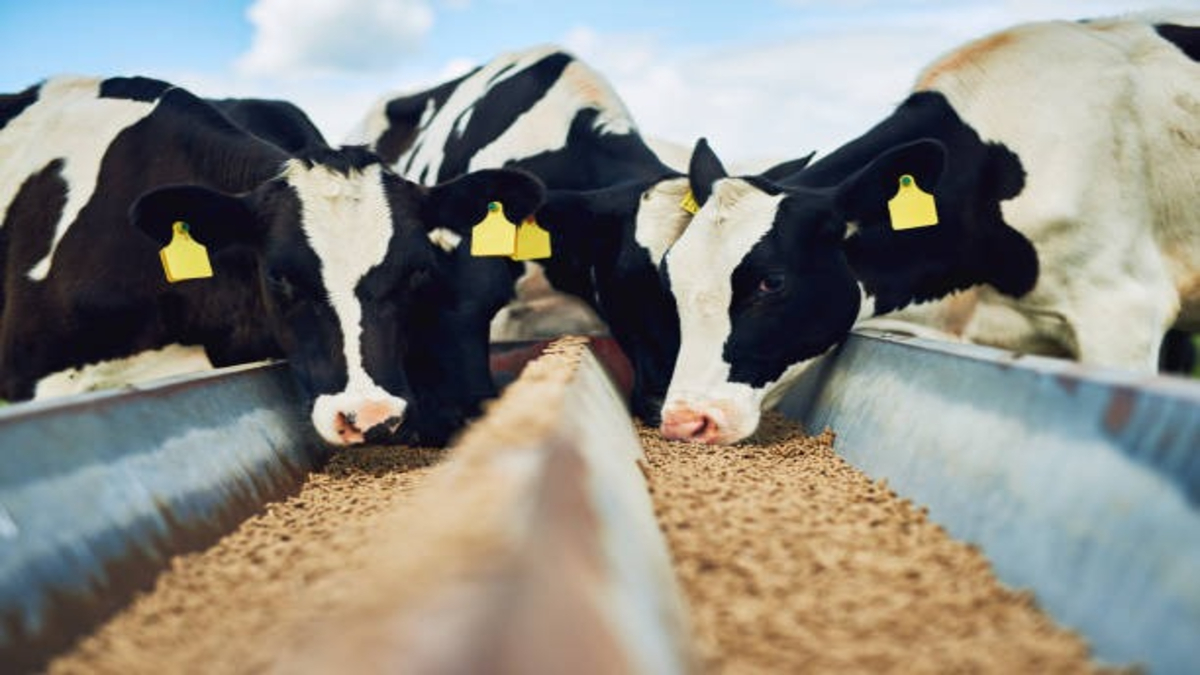 Dairy Feed