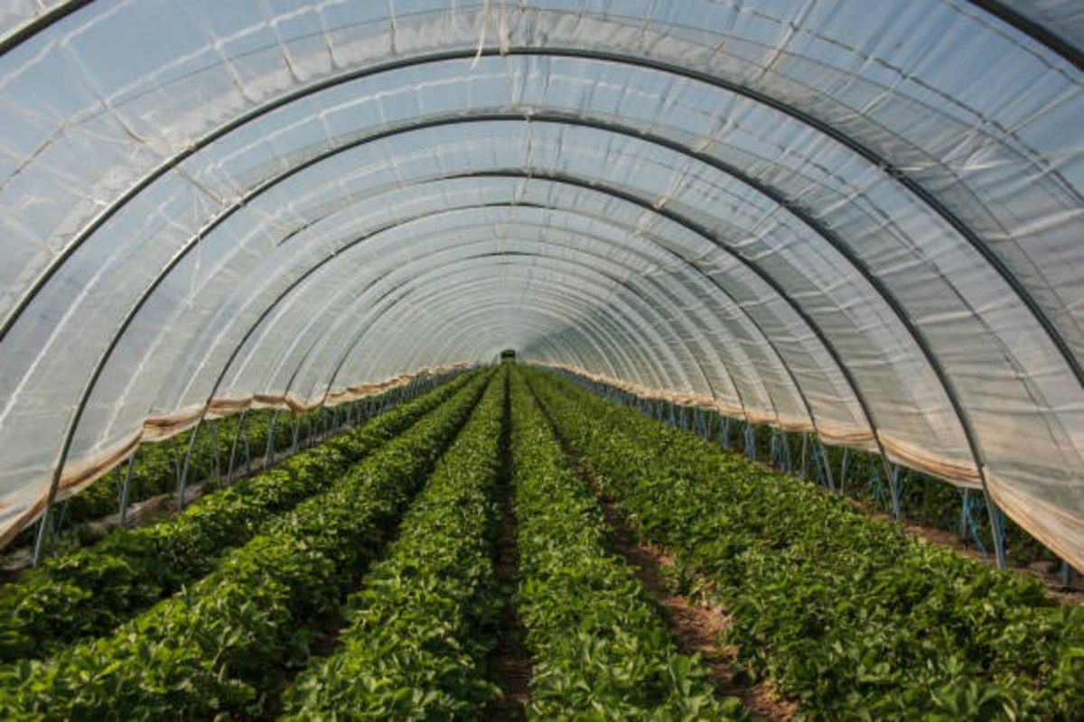 Earned 5 Lakh from Vegetable Farming 1