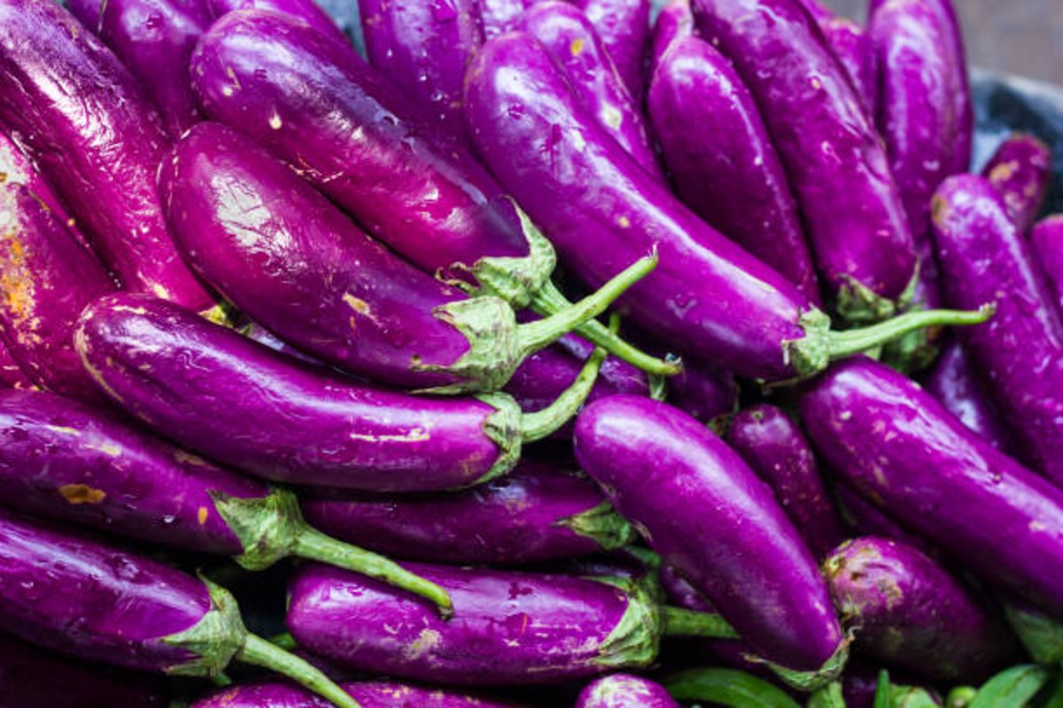 Eggplant Farming