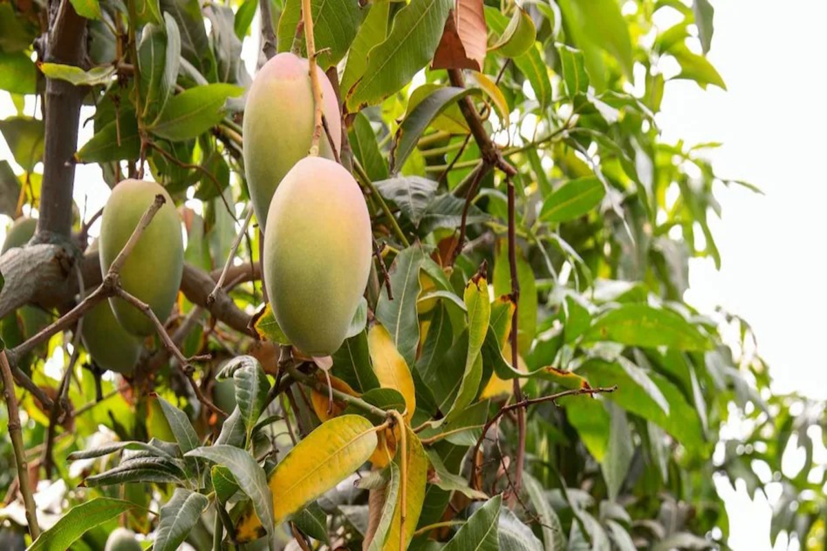 Farmer Earns Lakhs From Mango Farming 1