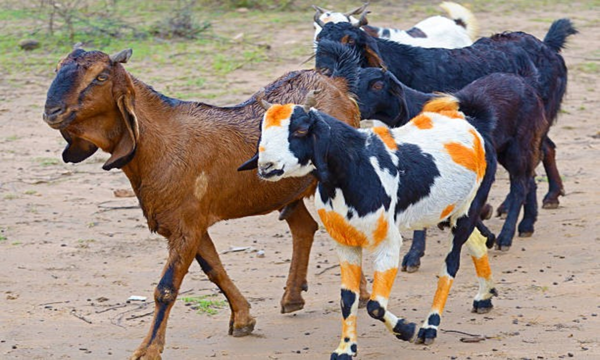 Feed azola to goat 1