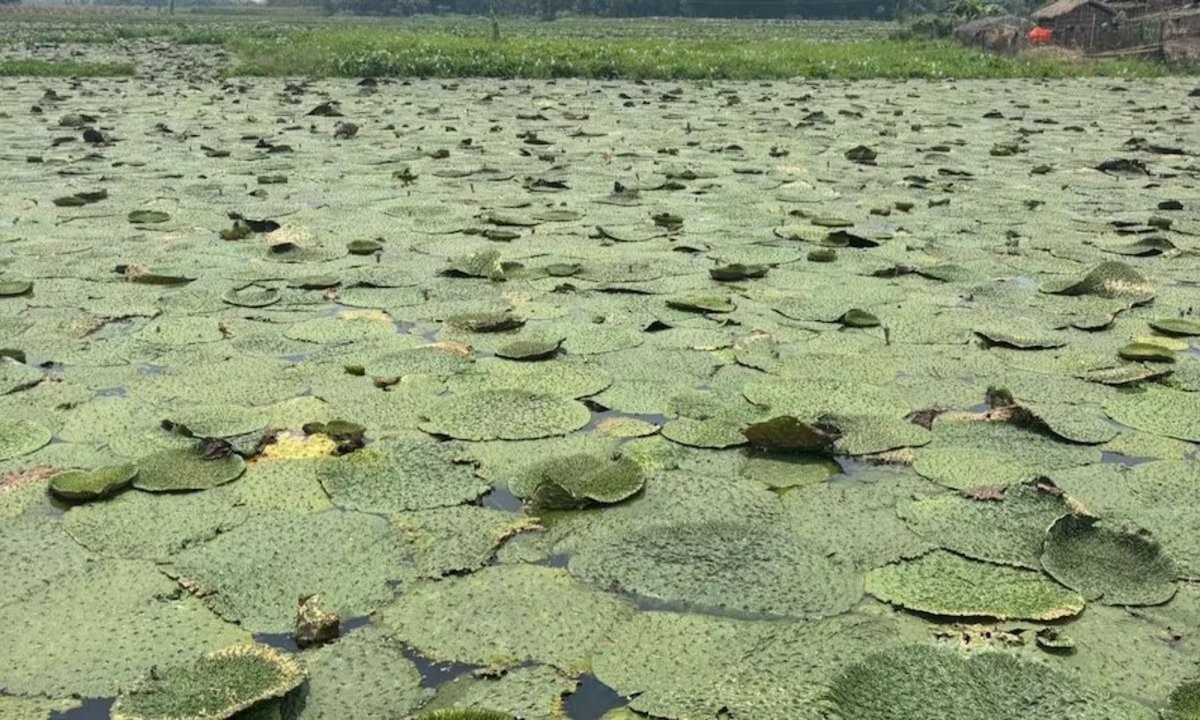 Fish &Amp; Makhana Farming Together