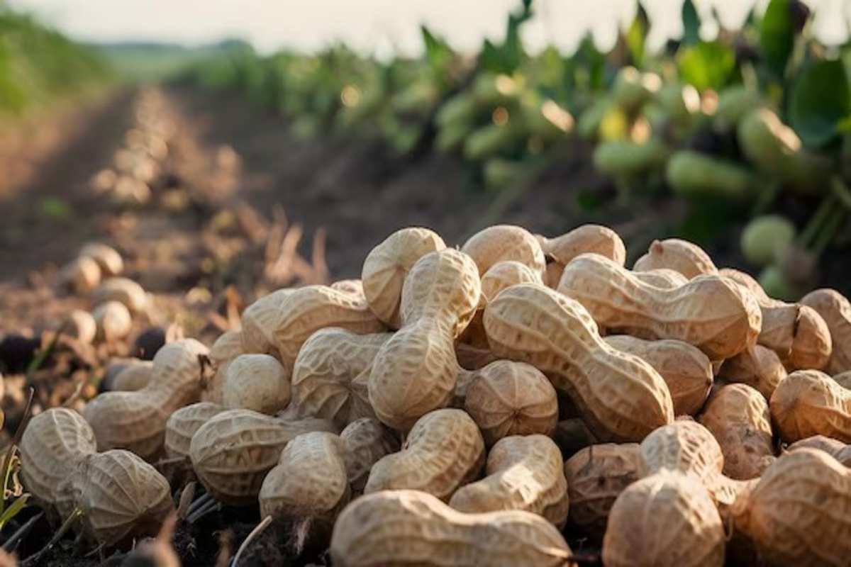Gene Discovery to Boost Peanut Yields 1