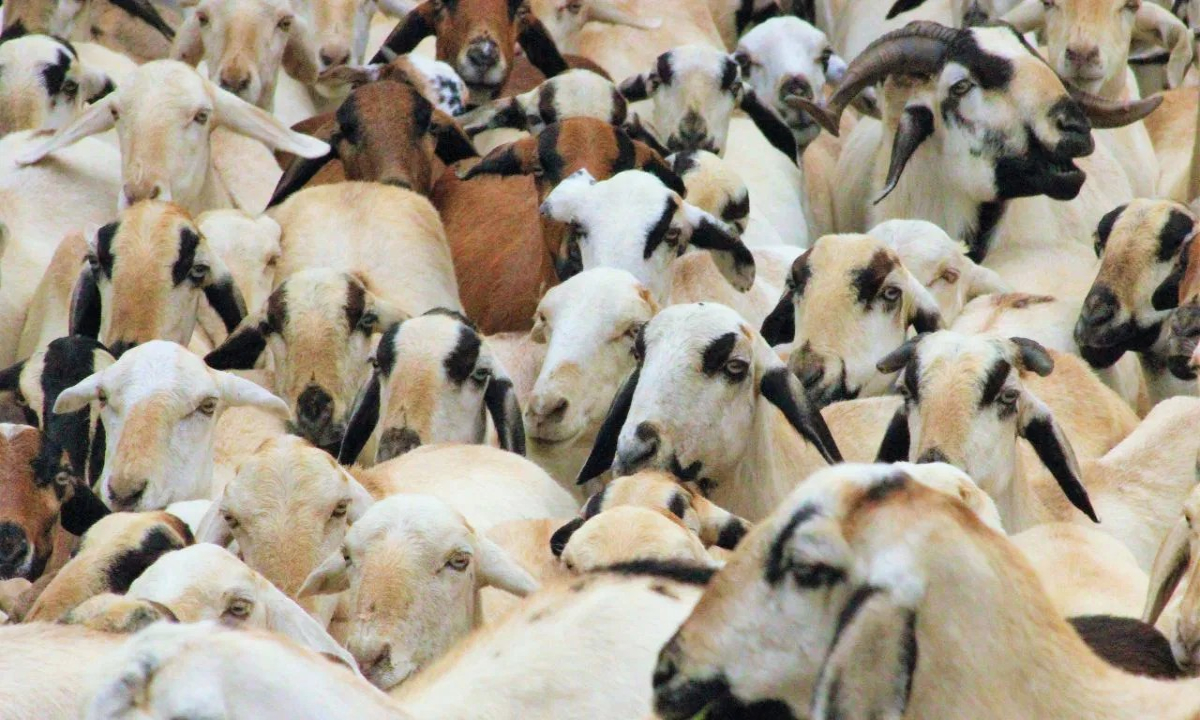 Goat Farming 1