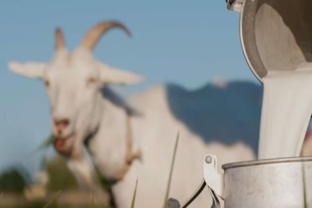 Goat Milk Powder