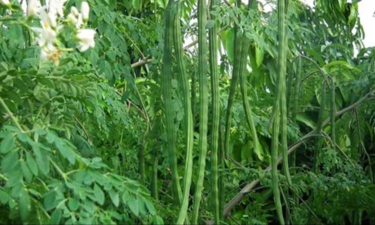 Green Fodder Moringa