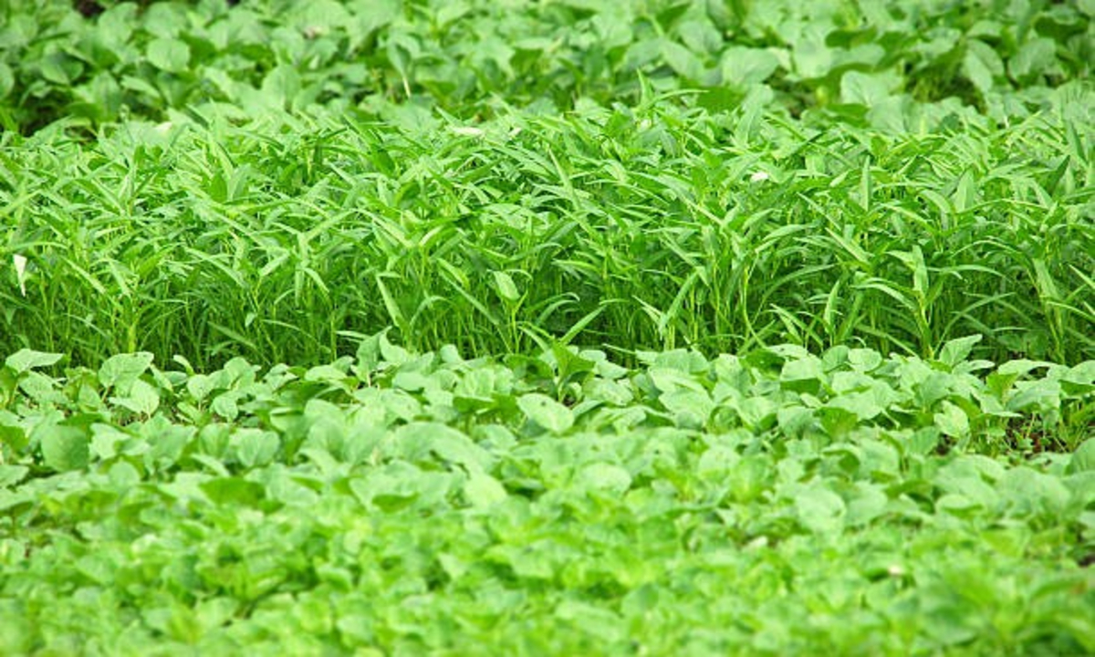 Green fodder for animals 1