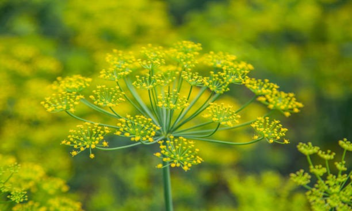 Grow fennel plant at home 1