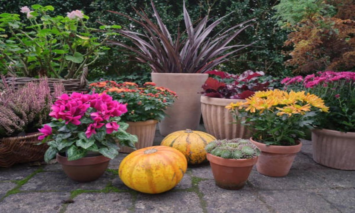 Grow Pumpkin On Terrace