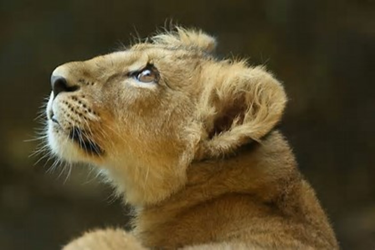 Gujarat lion census 2025