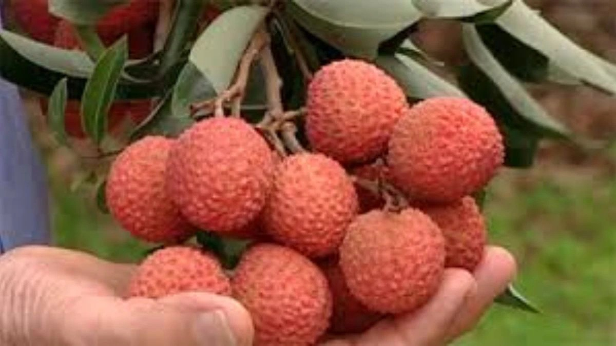 How To Choose Fresh Lychees 2 Satya Day