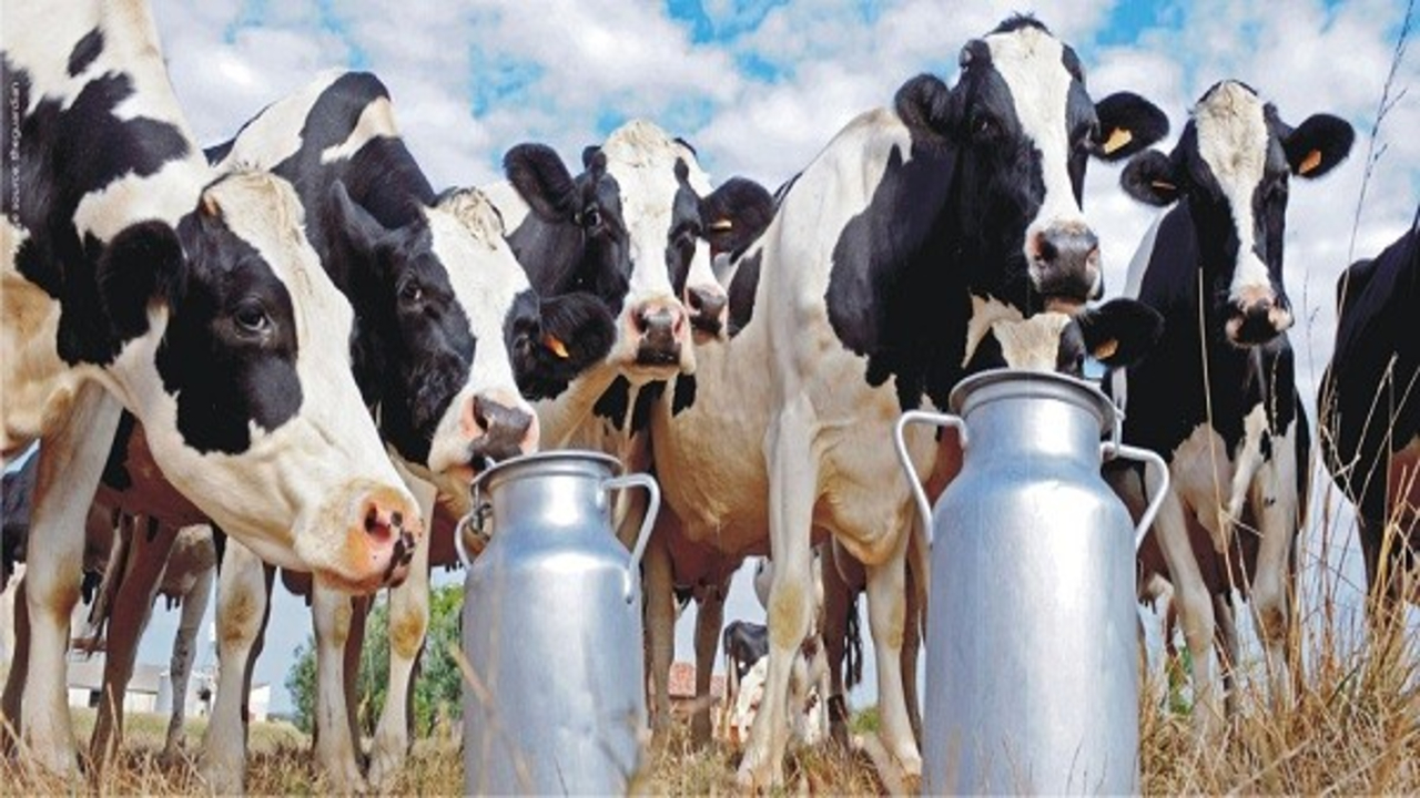India UK FTA Dairy Excluded 1