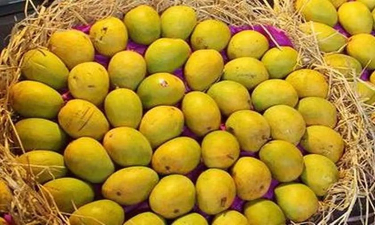 India Mango Export Rejected By Us 2 Satya Day