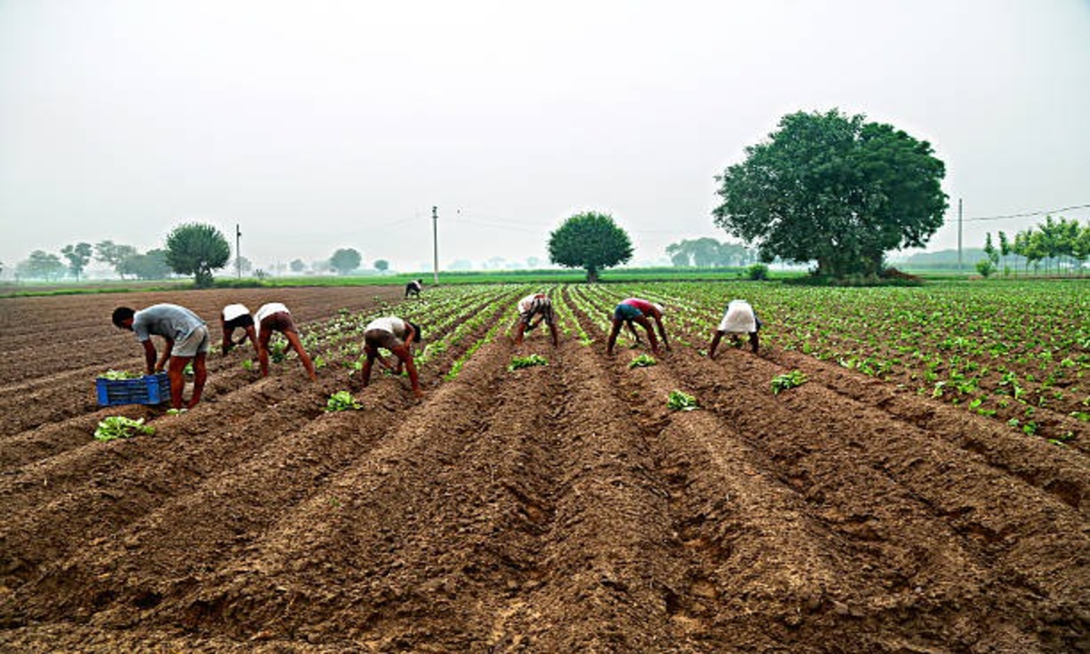 Intercropping farming 1