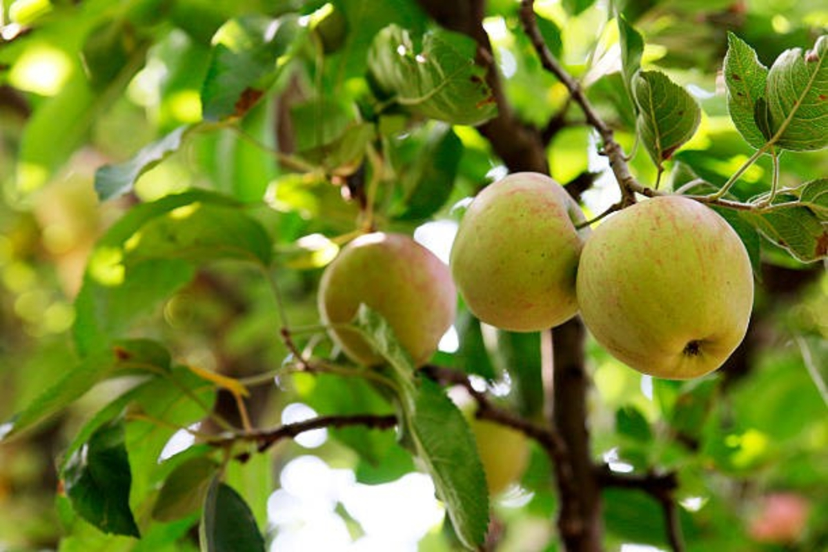 Kashmir Apple Pesticides Linked To Cancer 2 Satya Day