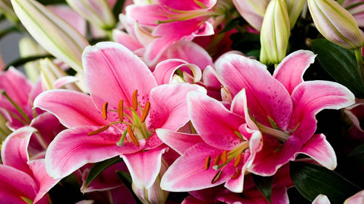 Lily Growing Tips 1