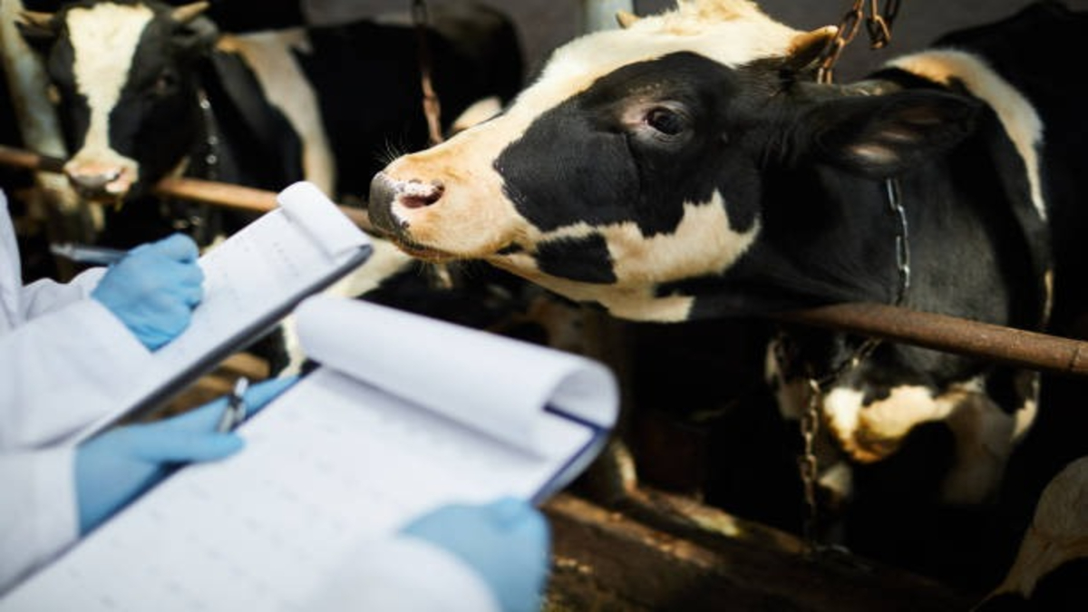 Livestock Census 2025