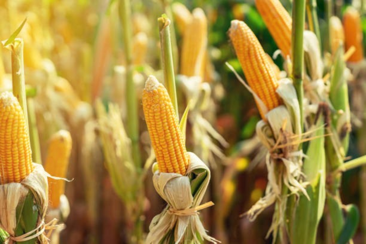 Maize Farming 1