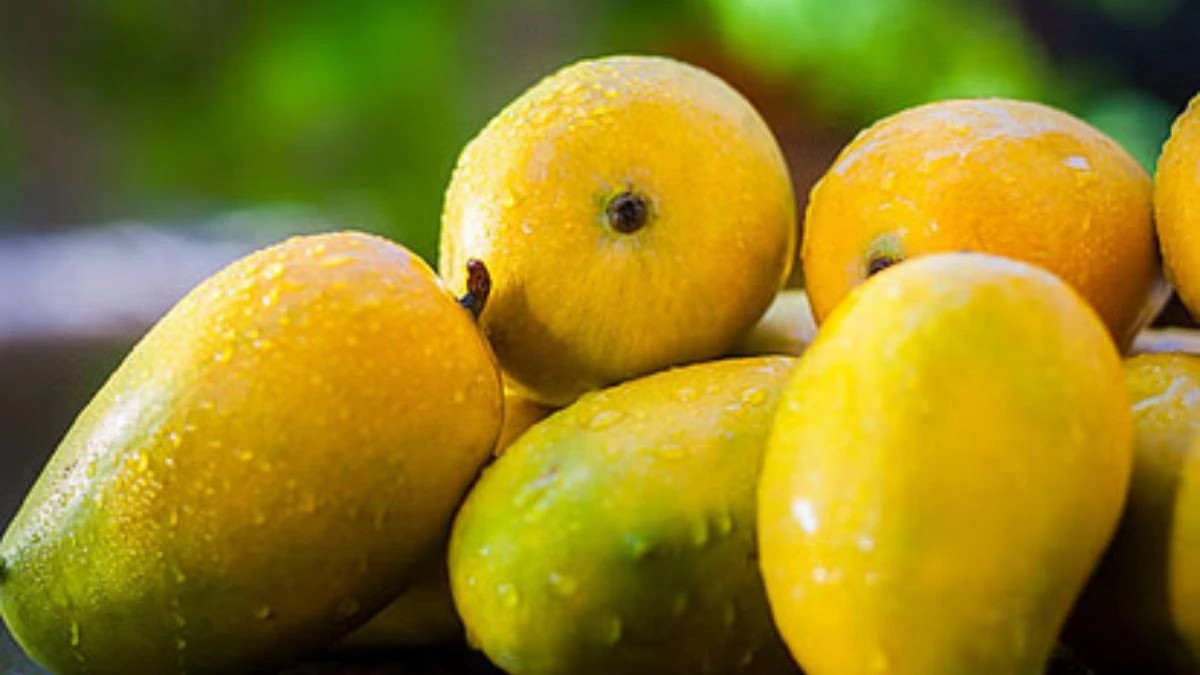 Mango Storage Tips 1