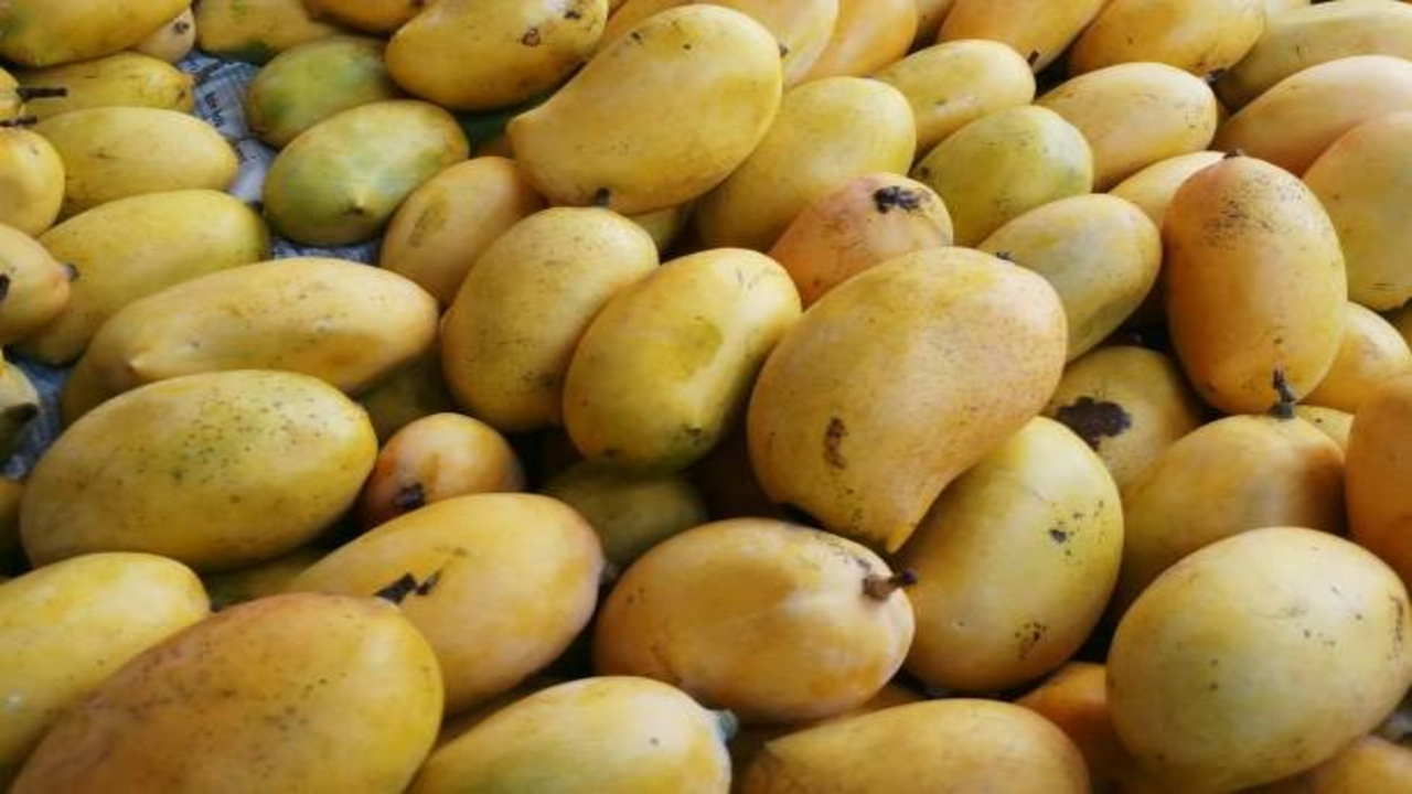 Mango Variety 1