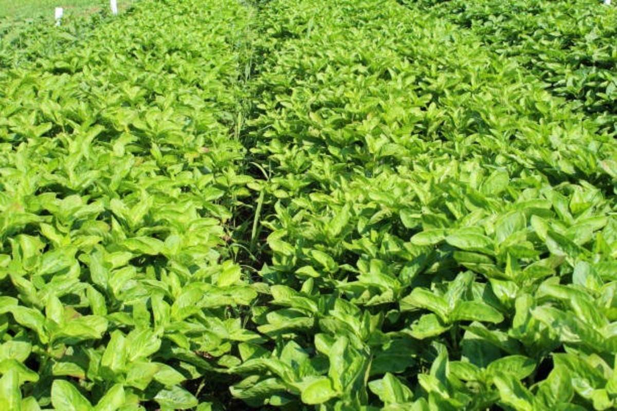 Mentha Farming
