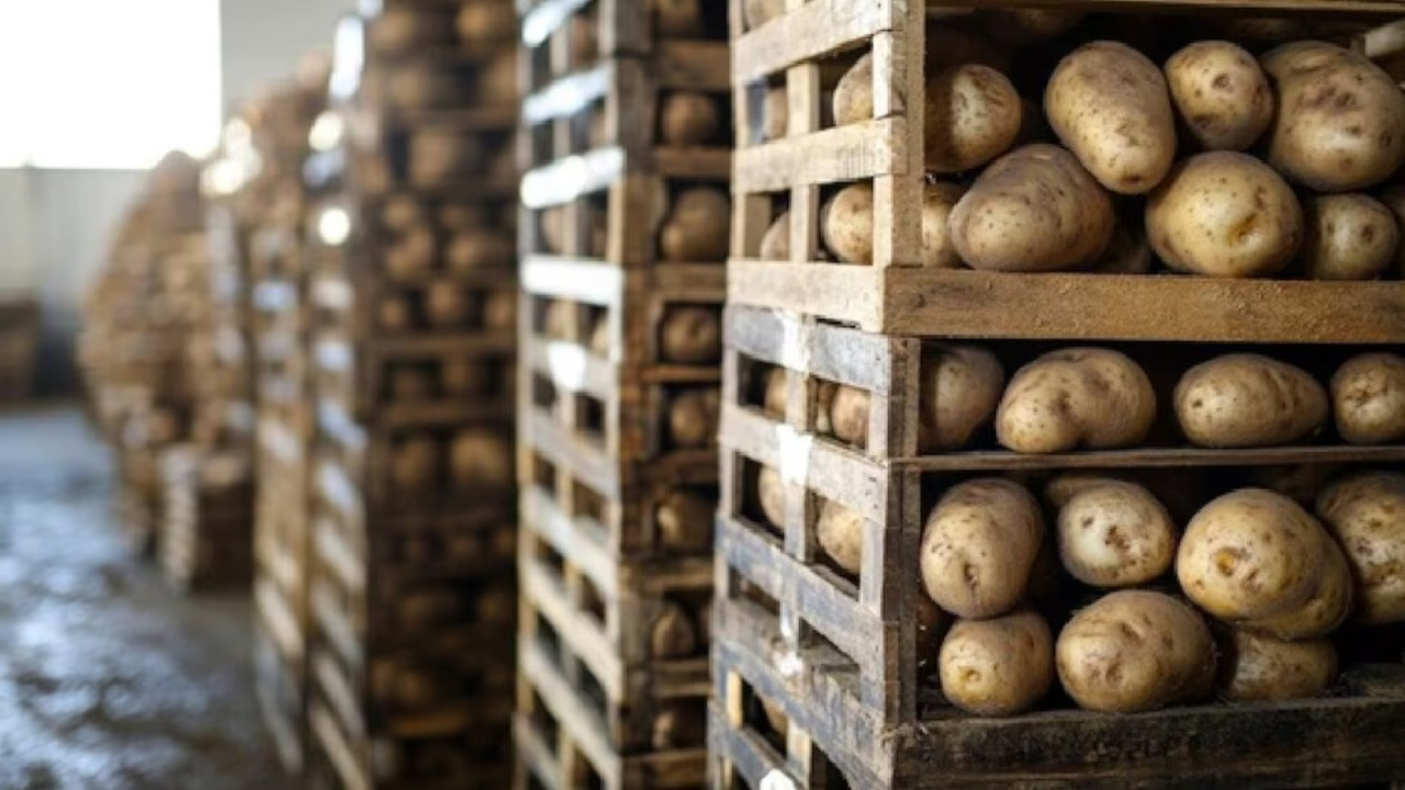 Modern Cold Storage for Potatoes 1