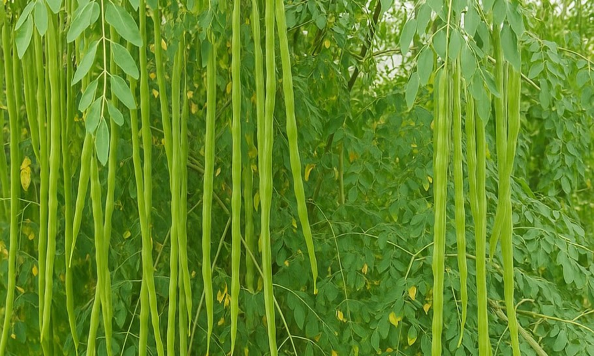 Moringa Farming