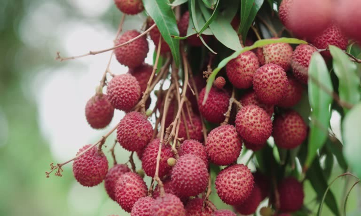 Muzaffarpur shahi litchi 1