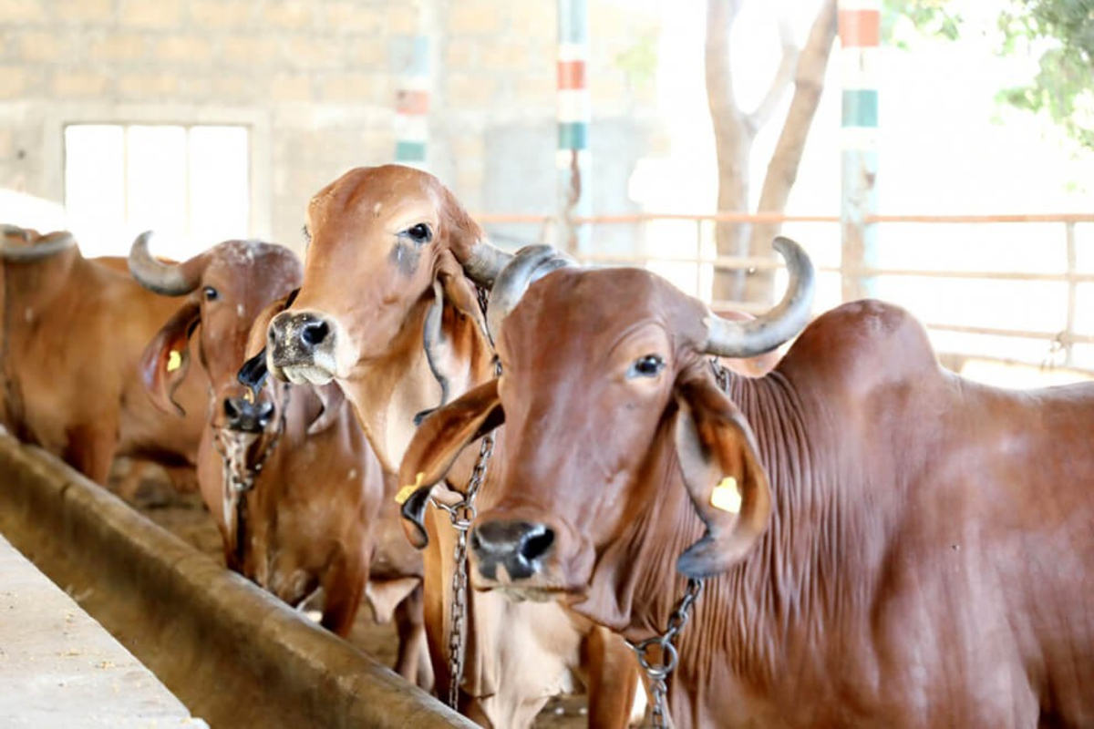 NDDB Turns Dung into Profit 1