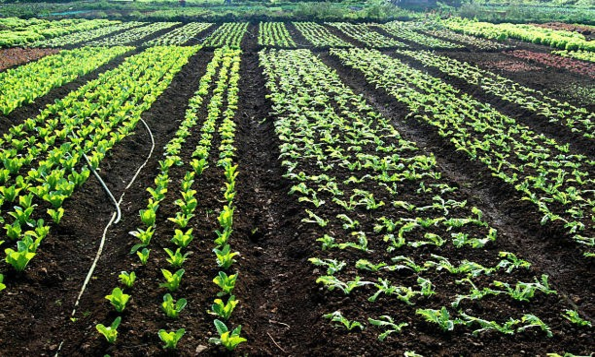 Natural Farming Success Story