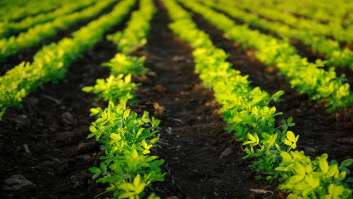 Organic Farming