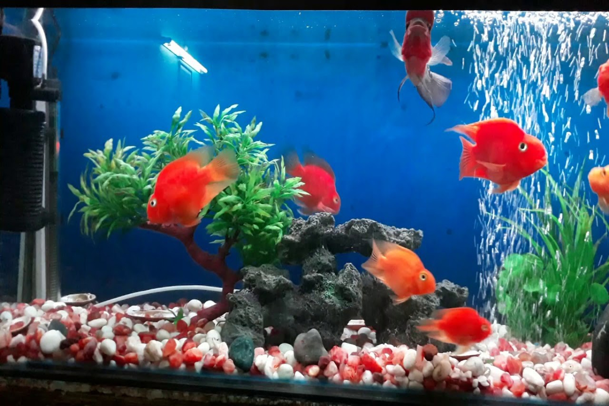 Ornamental fish farming 1