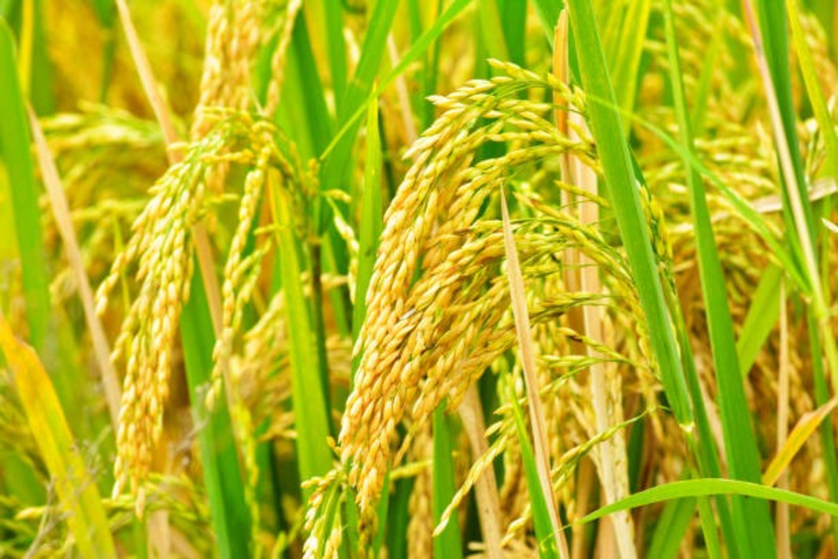 Paddy Variety 1