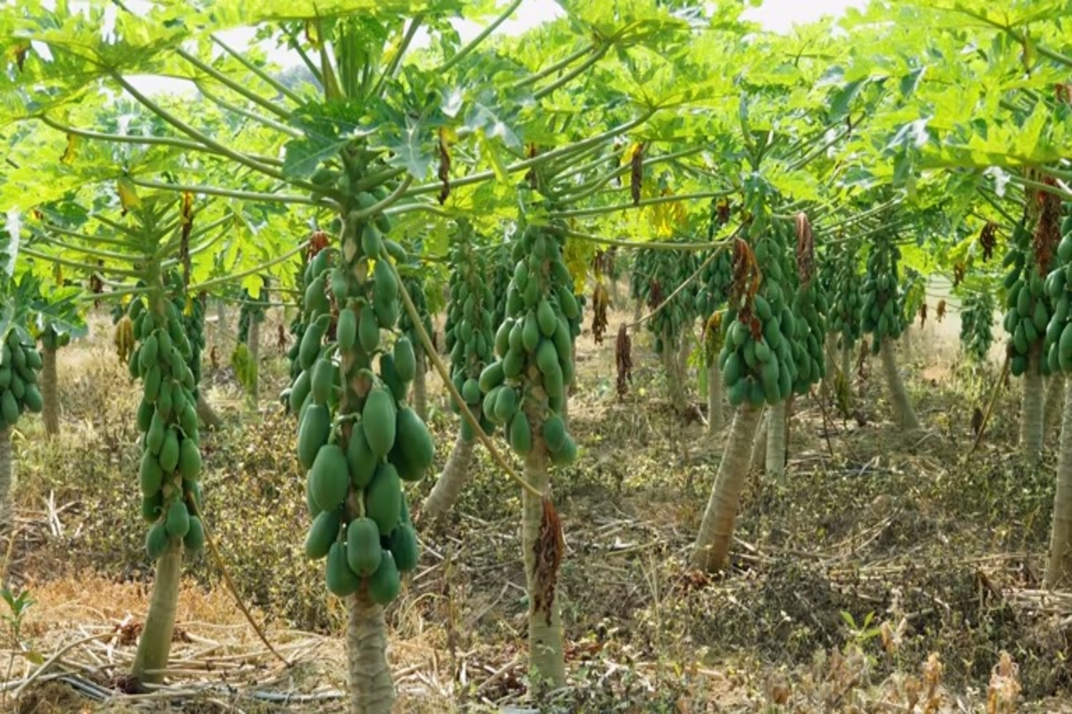Papaya Cultivation Tips