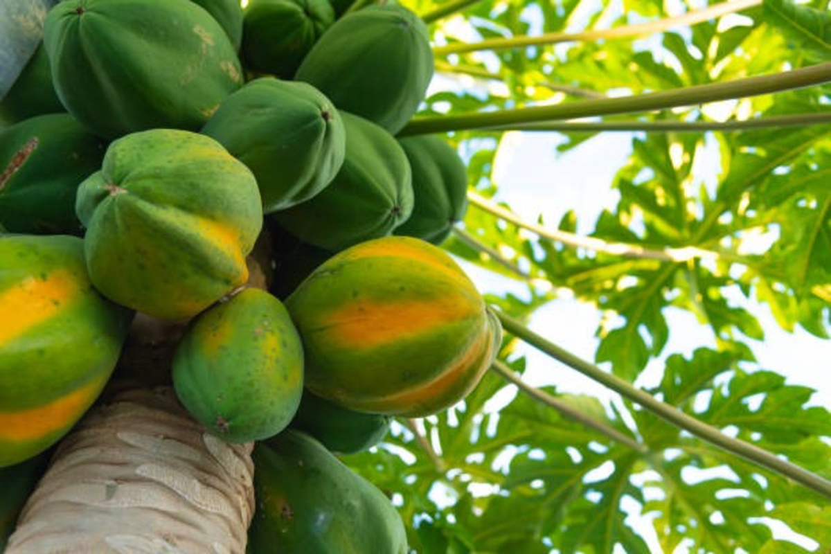 Papaya Farming Tips