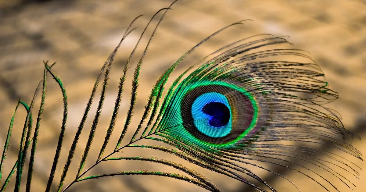 Shakun Shastra